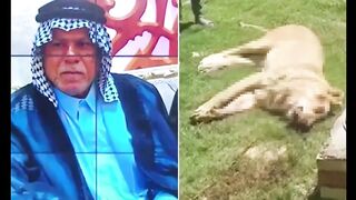 lion Pet attacks and kills its owner in Iraq
