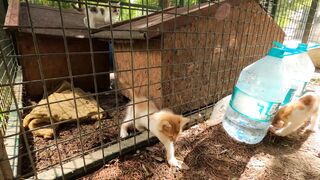 Kittens: The Playful Puddles of Purrfection! ???? #Kittens #PlayfulPuddles #CatComedy