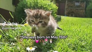 Amazing video