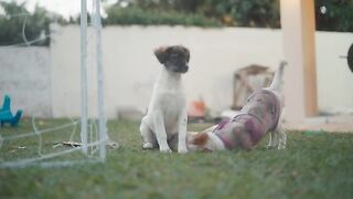 video7