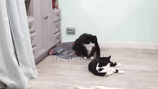 video13