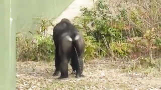 Excellent Zoo