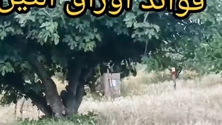 استخدام مغلي أوراق التين اليوم؟
