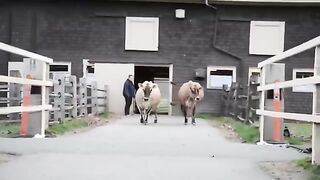 Jersey Cows