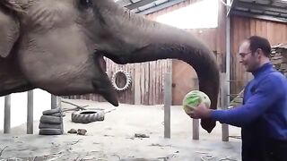 Elephant Eating Watermelon
