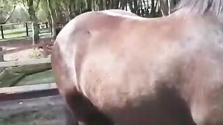 Thoroughbred horse