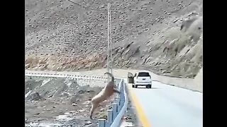 Qismt Himmat sy badly gi