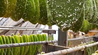 Why Do Chinese People Put Insects on Cactus Leaves_ _cactus _
