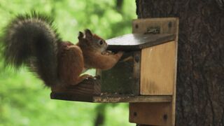 A SQUIRREL EATING A NUTS.