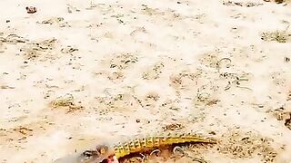 ভাইরাল সান্ধা