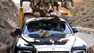 A Billion-Dollar Car vs A Brave Cat ????????