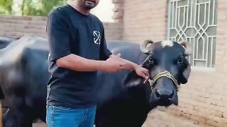 Hamari bhens k features????????#shorts #reels #bestof #phuki #atifmahmood #funnyconten