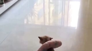 Kulguli video