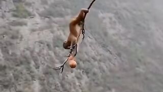 video33