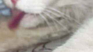 Cat is in very bad shape