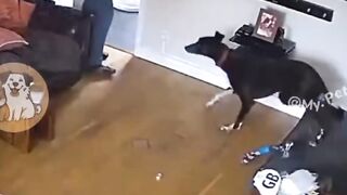 Naughty Dogs