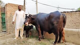 Okara animal punjab tv