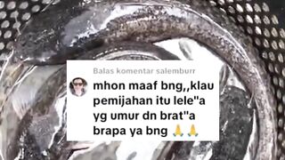 Syarat induk lele dipijahkan umur berapa dan bobot berapa