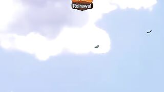 Real Dog fight
