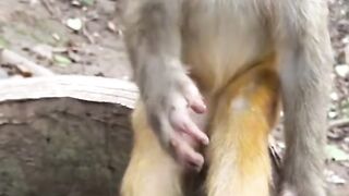 mokey funny video