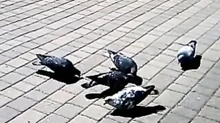 Feathered Food Critics: Pigeons Rate Their Favorite Street Snacks