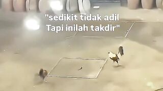 Deliwin Agen Sabung Ayam Terbesar di ASIA