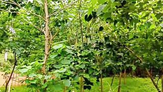 Green Arond