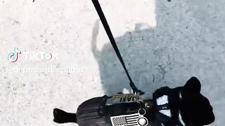 Dog ghost caught on cctv visited his owner