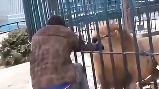 Man vs. Lion