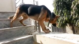 Angry Dog