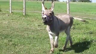 Mad Donkey
