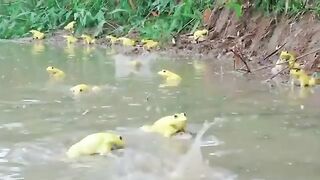Frogs in Water