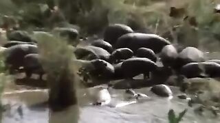 Animals in Forest