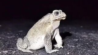 White Frog