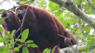Red Monkeys