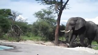 Wild Elephant Drinking Water