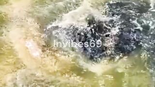 Dirty Pond Yields Massive Catfish