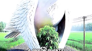 The Pigeon Plants A Mango Tree ???? On The Track And Eat Lots Of Mangoes ???? #shortsfeed #facts #trend