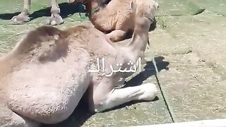 شوفو الجمال
