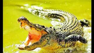 সান্ডা ভেবে কুমির খেয়ে নিলো ????