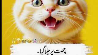 Funny video