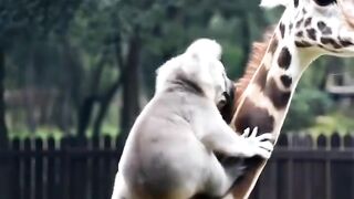 Wild Wonders: A Journey into the Heart of the Animal Kingdom.