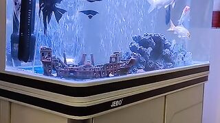 fish aquarium