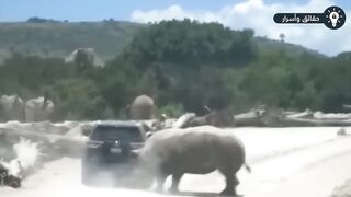 معجزات صورتها الكاميرات حدثت لأشخاص أمام الحيوانات المفترسة! لن تصدق!
