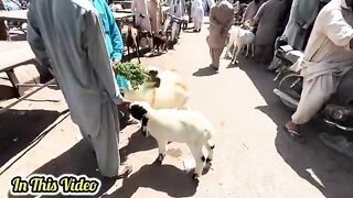 Bakra Mandi 2025 Pakistan