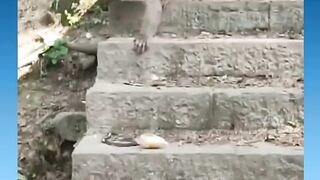 monkey kena prenk | javaplay88