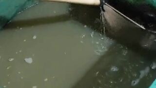 Pembudidaya lele WAJIB memiliki jaring sekat seperti ini untuk panen dan sortir