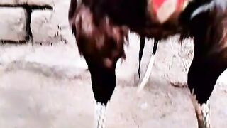 Aseel murga