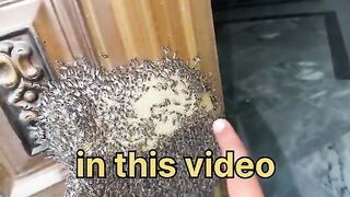 Honey harvesting