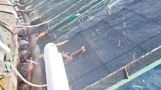 Fishing Farm New Ideas
